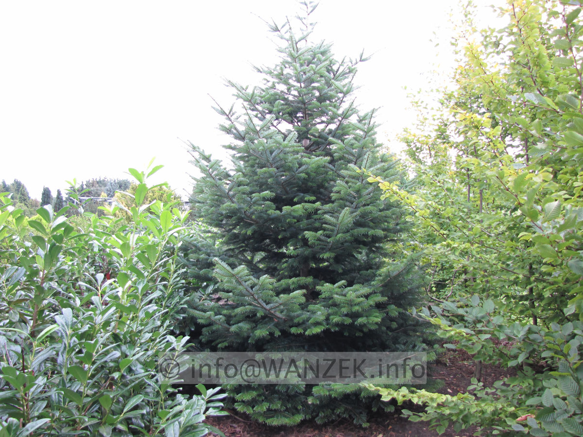 Abies nordmanniana 3.JPG